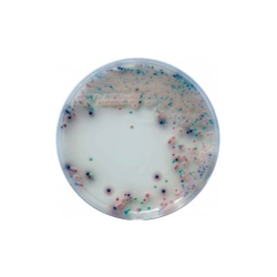 CHROMagar Candida (1L)