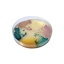 CHROMagar Orientation (25L)