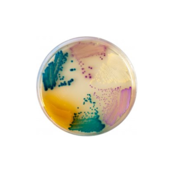 CHROMagar Orientation (5L)