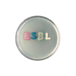 CHROMagar ESBL (25L)