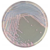 CHROMagar Staph. Aureus (5L)