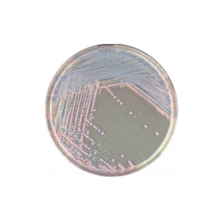 CHROMagar Staph. Aureus (5L)