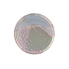 CHROMagar Staph. Aureus (1L)