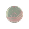 CHROMagar MRSA (5L)