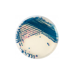 CHROMagar StrepB (5L)