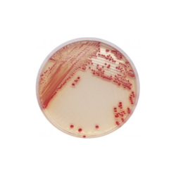 CHROMagar Acinetobacter (5L)