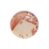 CHROMagar Acinetobacter (5L)