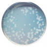 CHROMagar  Identificación Listeria (1L)