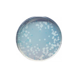 CHROMagar  Identificación Listeria (1L)