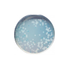CHROMagar  Identificación Listeria (1L)
