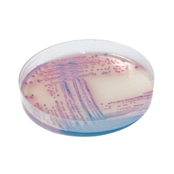 CHROMagar Salmonella (25L)