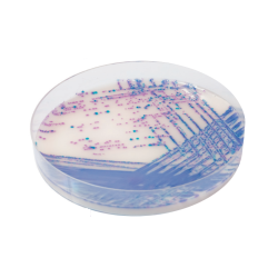 CHROMagar Salmonella Plus (5L)