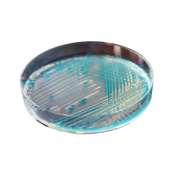 CHROMagar E.coli (25L)