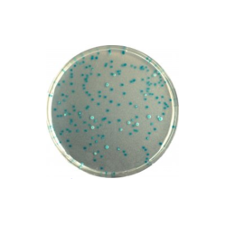 CHROMagar E.coli (5L)