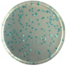 CHROMagar E.coli (1L)