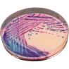 CHROMagar Rambach Agar (25L)