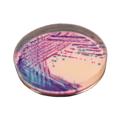 CHROMagar Rambach Agar (25L)
