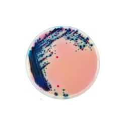 CHROMagar Rambach Agar (4x1L)