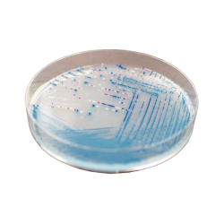 CHROMagar O157 (5L)