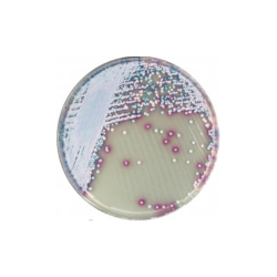 CHROMagar Malassezia (25L)