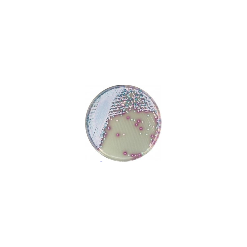 CHROMagar Malassezia (5L)