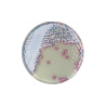 CHROMagar Malassezia (5L)