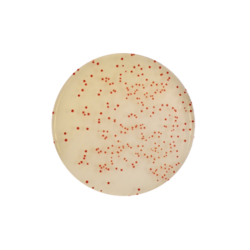CHROMagar Campylobacter (25L)