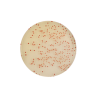 CHROMagar Campylobacter (25L)