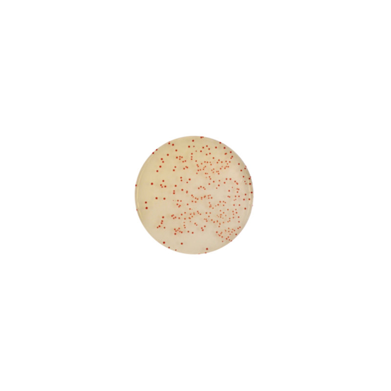 CHROMagar Campylobacter (5L)