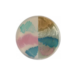 CHROMagar Mastitis (5 L x 2)