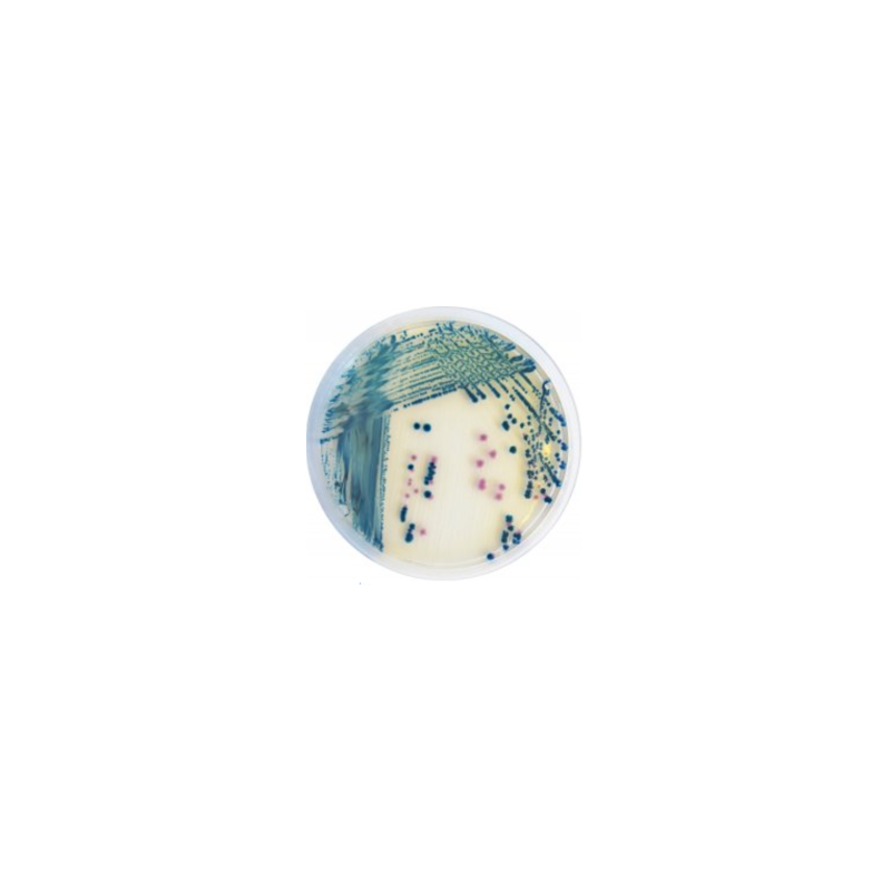 CHROMagar Yersinia enterolitica (5L)