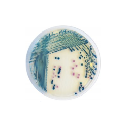 CHROMagar Yersinia enterolitica (5L)